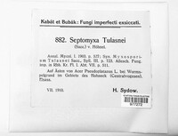 Septomyxa tulasnei image